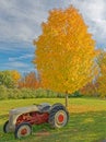 yellow sugar maple tree in Fall color with agriculture farm tractor