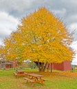 one yellow sugar maple tree on farm picnic area in Fall with dark gray clouds