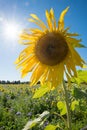 One yellow sunflower blossom and phacelia field background, blue sky