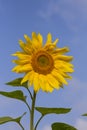 One yellow sunflower close-up against a blue Sunny sky Royalty Free Stock Photo