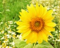 one yellow sunflower flower in a field with Daisy flowers close-up. soft focus in the background Royalty Free Stock Photo