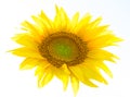 One yellow sunflower flower isolated on white - artistic illumination