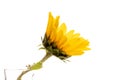 One yellow sunflower on white background Royalty Free Stock Photo