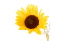 One yellow sunflower on white background Royalty Free Stock Photo