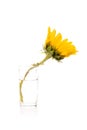 One yellow sunflower on white background Royalty Free Stock Photo