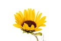 One yellow sunflower on white background Royalty Free Stock Photo