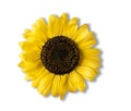 One yellow sunflower isolated on white background Royalty Free Stock Photo