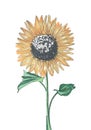 One yellow sunflower on a white background Royalty Free Stock Photo