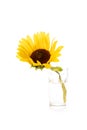 One yellow sunflower on white background Royalty Free Stock Photo