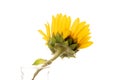 One yellow sunflower on white background Royalty Free Stock Photo