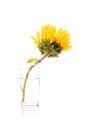 One yellow sunflower on white background Royalty Free Stock Photo