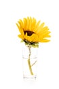 One yellow sunflower on white background Royalty Free Stock Photo