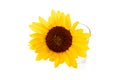 One yellow sunflower on white background Royalty Free Stock Photo