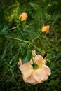 One yellow tea rose, two buds with drops on its petals and dead Royalty Free Stock Photo