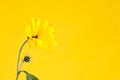 One yellow topinambur flower on yellow background, right copy space, single Jerusalem artichoke