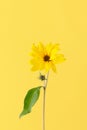 One yellow topinambur flower on yellow background, vertical photo, single yellow Jerusalem artichoke