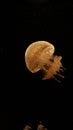 One only yellow transparent jellyfish in the dark black codl deep water of the sea . In an Aqurium Royalty Free Stock Photo