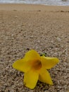 One Yellow Tropical Fower on the Sand Royalty Free Stock Photo