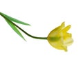 One yellow tulip Royalty Free Stock Photo