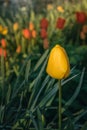 One yellow tulip on a blurry green background. Royalty Free Stock Photo