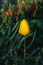 One yellow tulip on a blurry green background. Royalty Free Stock Photo