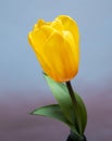 One yellow tulip Royalty Free Stock Photo