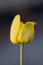 One yellow tulip close-up Royalty Free Stock Photo