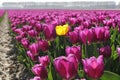 One yellow tulip closeup in a field of purple tulips Royalty Free Stock Photo