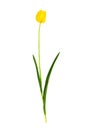 One yellow Tulip flower isolated on white background Royalty Free Stock Photo