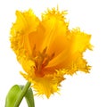 One yellow tulip Royalty Free Stock Photo