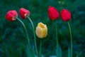 One yellow tulip among four red tulips in droplets of water on the background of green grass .
