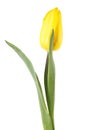 One yellow tulip isolated on white background Royalty Free Stock Photo