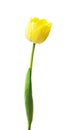 One yellow tulip isolated on white background. Royalty Free Stock Photo
