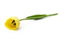 One yellow tulip isolated on white background. Royalty Free Stock Photo