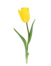 One yellow tulip isolated on white background Royalty Free Stock Photo