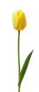 One yellow tulip isolated on white background. Royalty Free Stock Photo