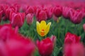 One yellow tulip among red field. Blooming tulip fields in a dutch landscape Holland Royalty Free Stock Photo