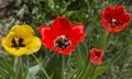 One yellow Tulip among red ones growing in the garden, top view Royalty Free Stock Photo