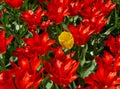 One yellow tulip among the red tulips Royalty Free Stock Photo