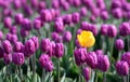 One yellow tulip in a sea of purple Royalty Free Stock Photo