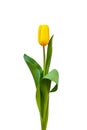 One yellow tulip on a white background with green leaves Royalty Free Stock Photo