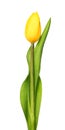 One yellow tulips isolated on white Royalty Free Stock Photo