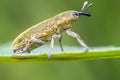 One yellow weevil sits on a leaf in a meadow