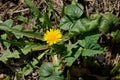 One yellow wild dandelion flower among green leaves on gray earth