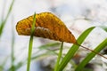 One yellowed leaf of a tree in autumn grass. Concept of Autumn has come