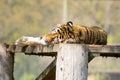 Tiger laying in the sun Royalty Free Stock Photo