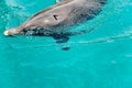 one young beautiful dolphin emerges from water, playful animal dancing and swim under Red Sea, sunny day in dolphin reef, top pla Royalty Free Stock Photo