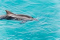One young beautiful dolphin emerges from water, playful animal dancing and swim under  Red Sea, sunny day in dolphin reef, top pla Royalty Free Stock Photo