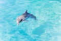 One young beautiful dolphin emerges from water, playful  animal swims and dancing under Red Sea, sunny day  in the dolphin reef, t Royalty Free Stock Photo