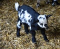 One young black and white goatling is in zoo